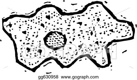 Amoeba