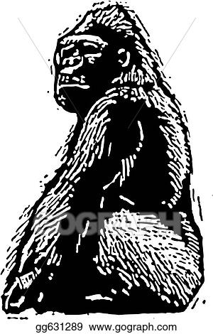 Gorilla